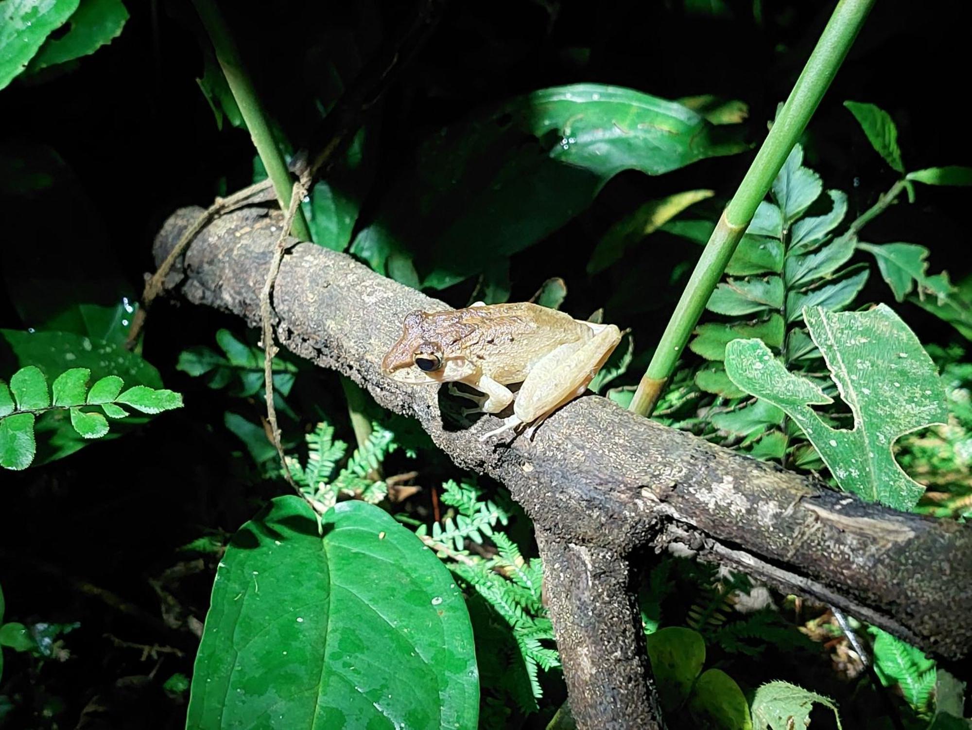 Hope Garden, Sarapiqui, We Connect You With The Sarapiqui Tropical Forest Exterior foto