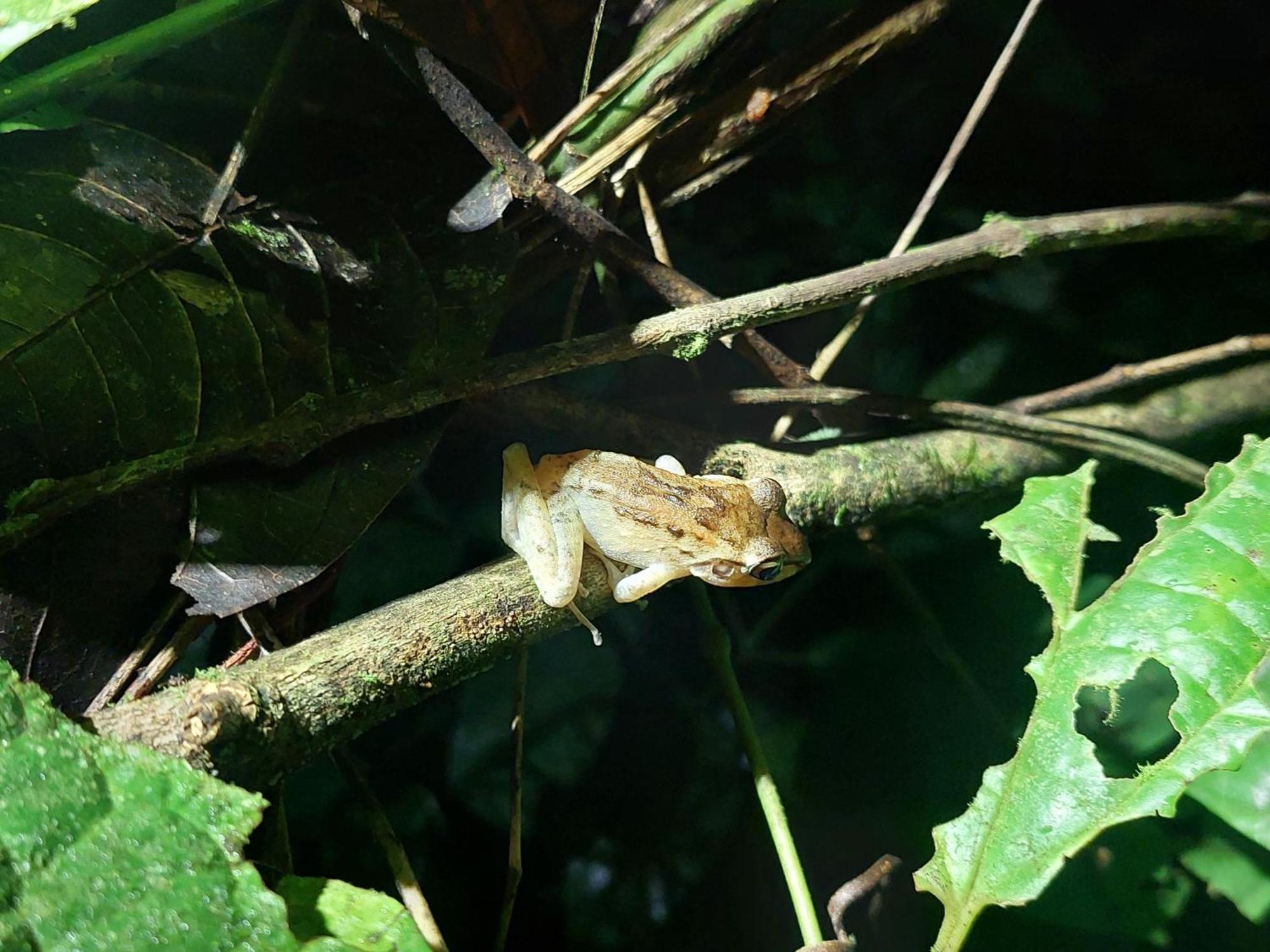 Hope Garden, Sarapiqui, We Connect You With The Sarapiqui Tropical Forest Exterior foto