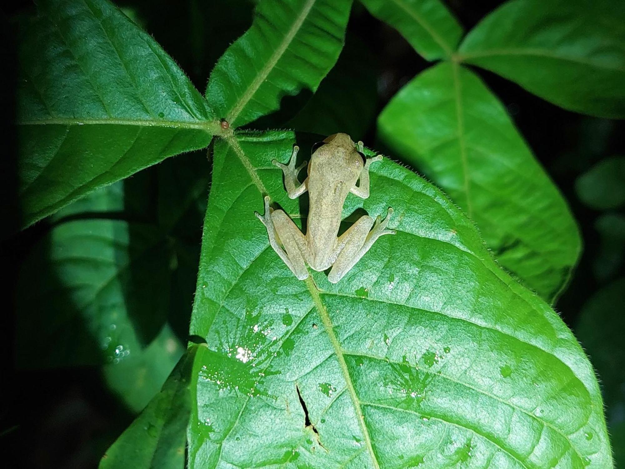 Hope Garden, Sarapiqui, We Connect You With The Sarapiqui Tropical Forest Exterior foto